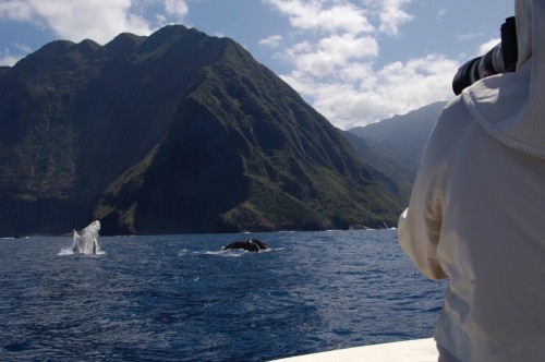 Humpback Whale (Megatera novaeangliae)