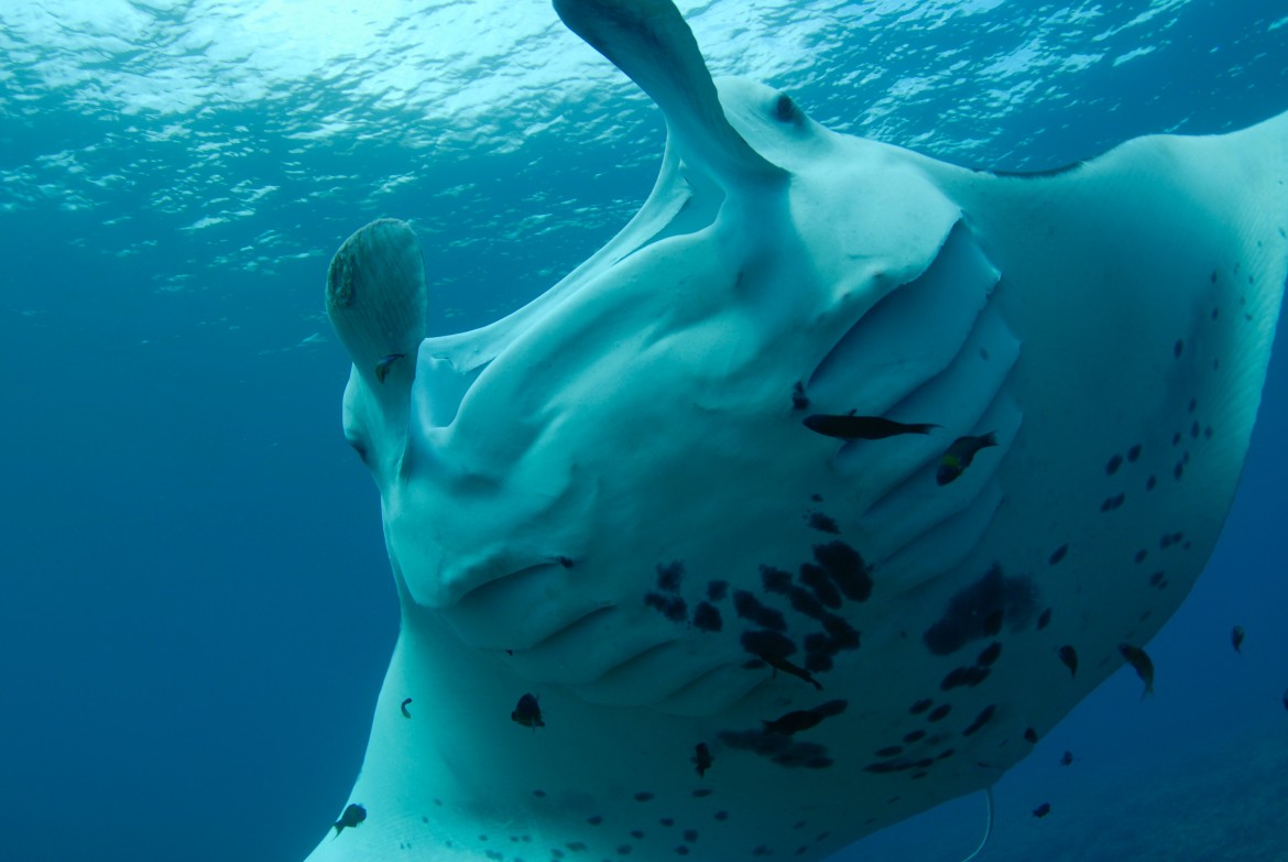 8K UNDERWATER DIGITAL CINEMATOGRAPHY